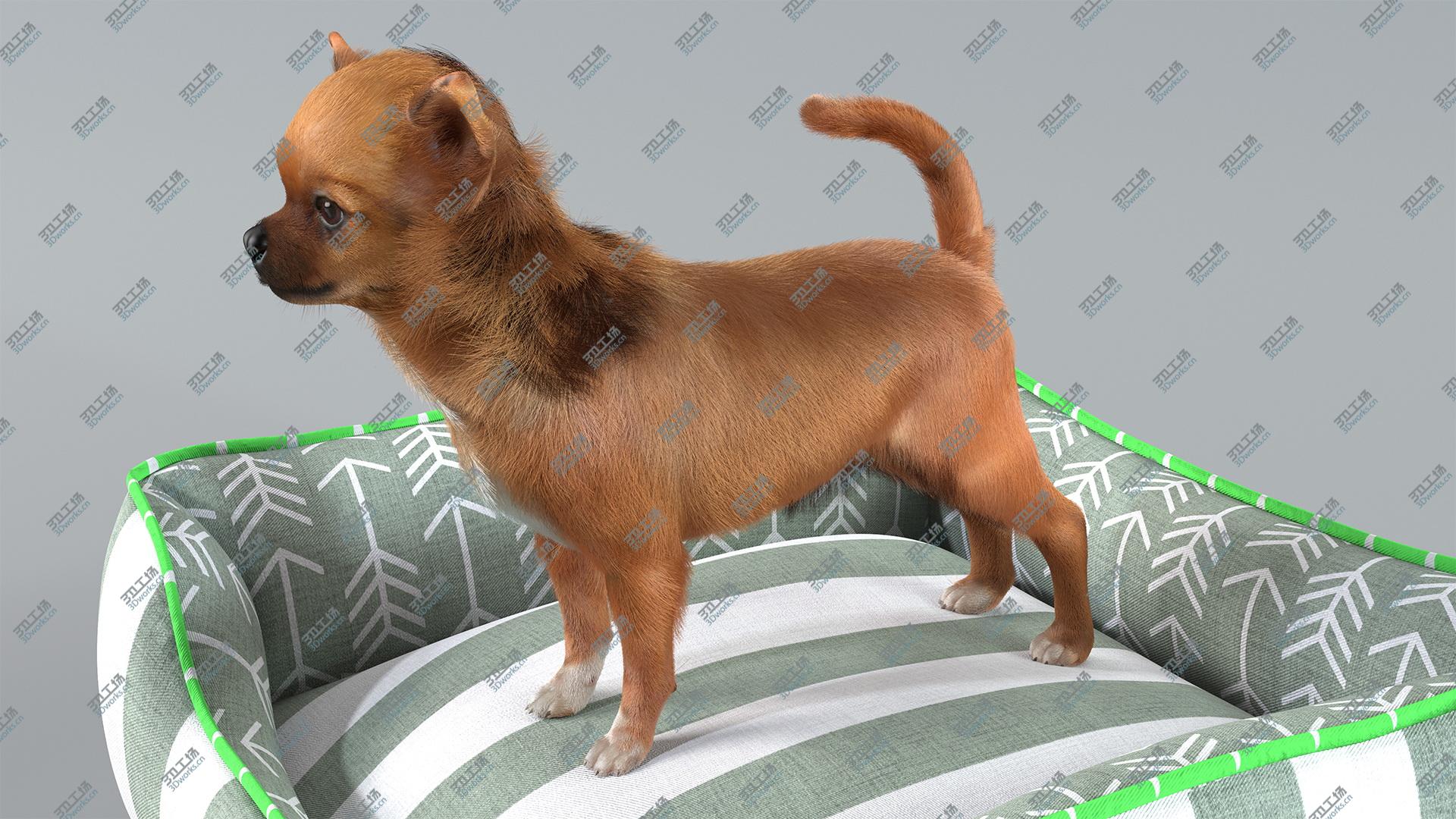 images/goods_img/202104021/3D Chihuahua in Dog Bed with Fur model/2.jpg